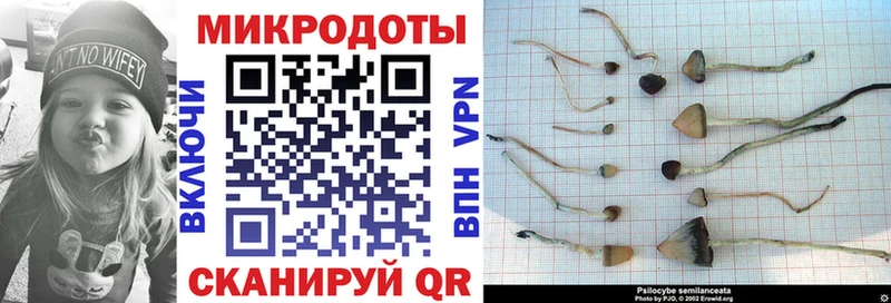 Купить  Суворов  Псилоцибиновые грибы Psilocybe 